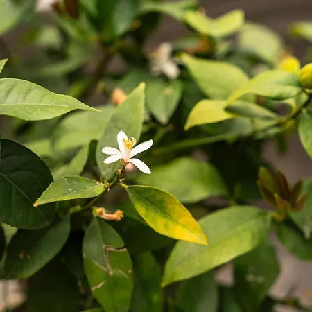 Sophia Hotel Gerra (Locarno)