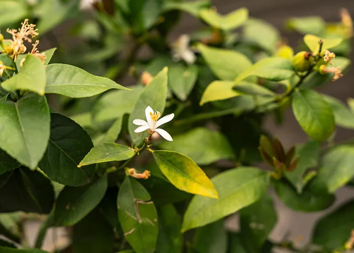 Sophia Hotel Gerra (Locarno)